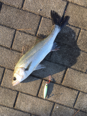 チーバス44センチ。。。