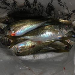 良型アジリベンジ