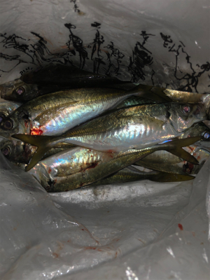 良型アジリベンジ