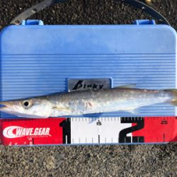 朝一のみのカマス