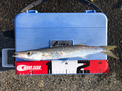 朝一のみのカマス