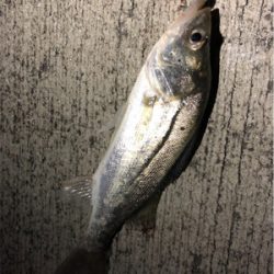 なんとかシーバス！