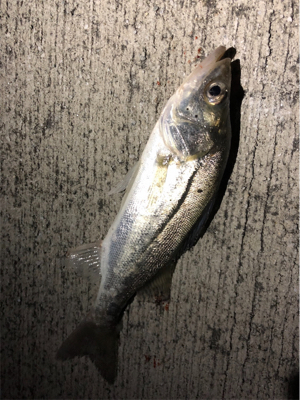 なんとかシーバス！