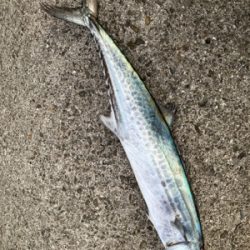 ハマチとサゴシ