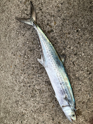 ハマチとサゴシ