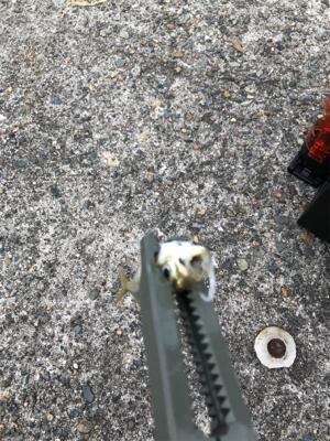 小あじ大量発生