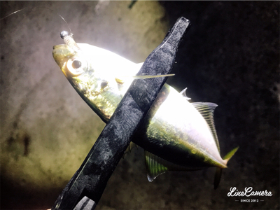 シゴオワアジング