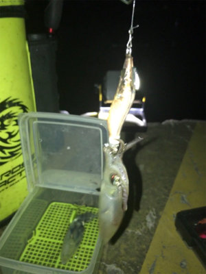 やっぱり渋いヒイカ釣り(><)