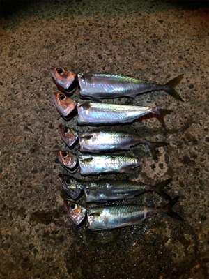 サバが食べたくて