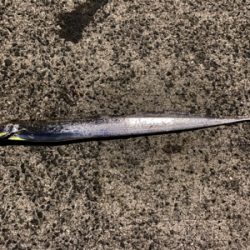 サイズアップ　太刀魚