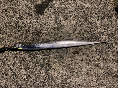 サイズアップ　太刀魚