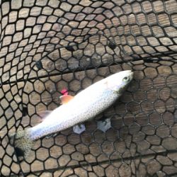 極寒のトラウト