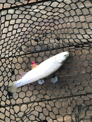 極寒のトラウト