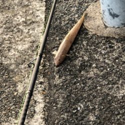 魚も自分も活性が…