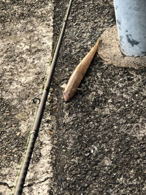 魚も自分も活性が…