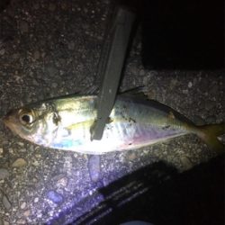 時合いは短いが一投一匹