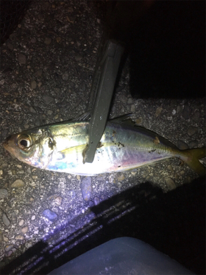 時合いは短いが一投一匹