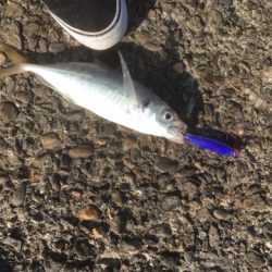 ジグパラツートンでダブルヒット！