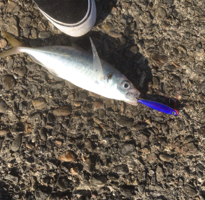 ジグパラツートンでダブルヒット！