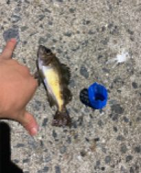 ジグサビキ、サビキでアジとメバル！