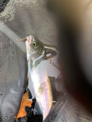 久しぶりのエリア