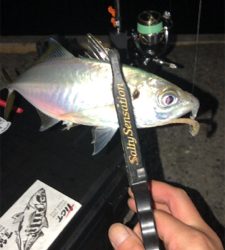 アジングナイト(本当に渋い)