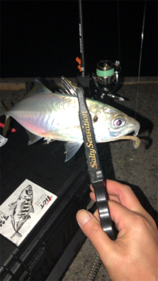 アジングナイト(本当に渋い)