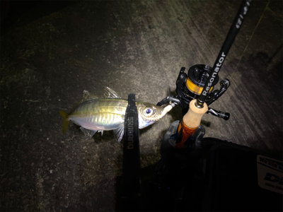 トラウトロッドでアジング