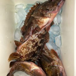 釣果情報に誘われて