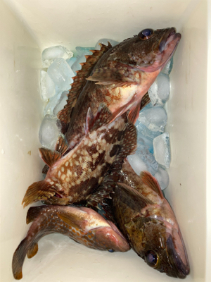 釣果情報に誘われて