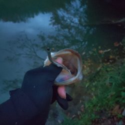 ミドストスペシャル入魂