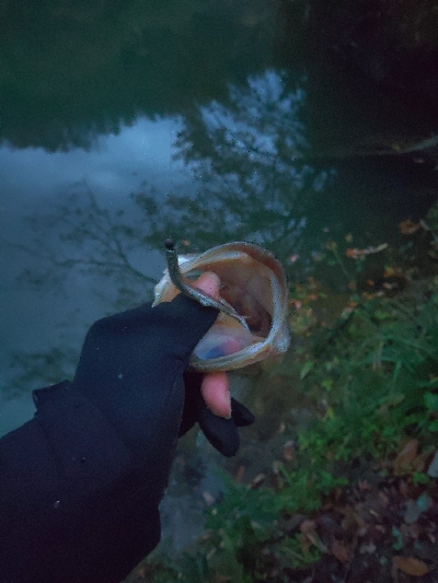 ミドストスペシャル入魂