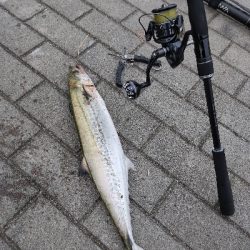 サゴシ回遊かな?