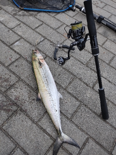 サゴシ回遊かな？