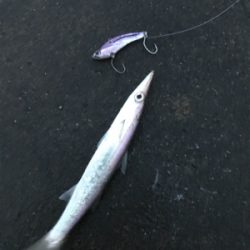 アサマヅメボトム