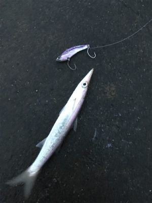 アサマヅメボトム