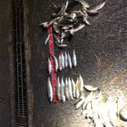 三桁の尺アジ釣り