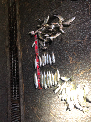 三桁の尺アジ釣り