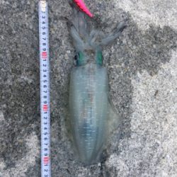 風裏にてアオリイカ