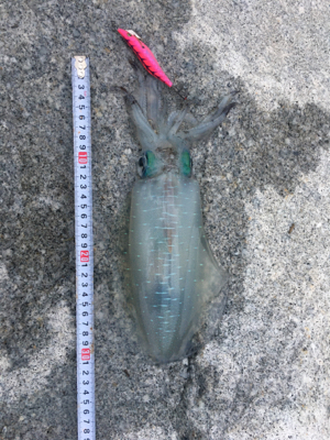 風裏にてアオリイカ