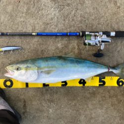 念願のメジロ！