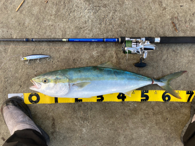 念願のメジロ！