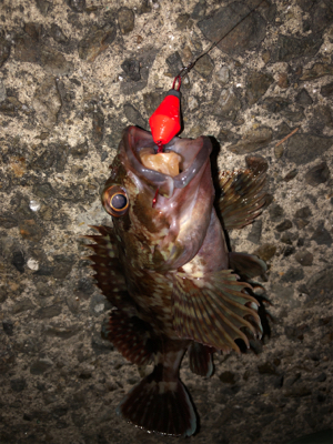 まさかの魚種が