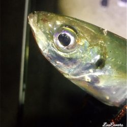 開幕メバリング