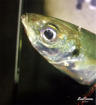 開幕メバリング