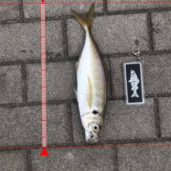 コスモスクエア釣果