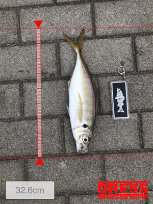 コスモスクエア釣果