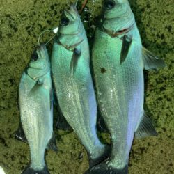 朝マズメにヒラスズキ釣果！！