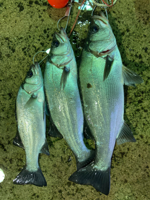 朝マズメにヒラスズキ釣果！！