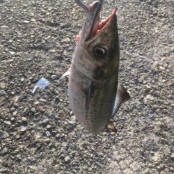 早朝はサゴシ祭り!!